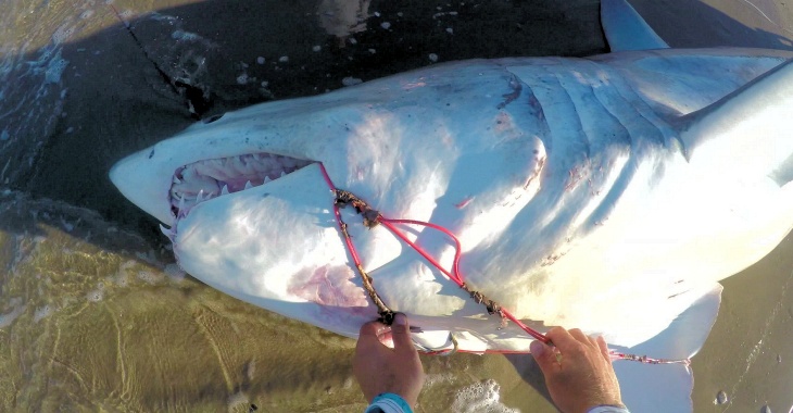 Details about   Revolution Large Shark Fishing Leader 15ft 